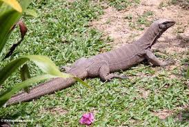 monitor lizard